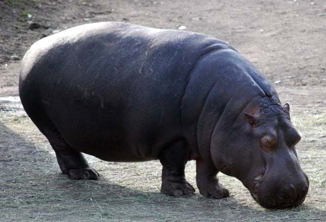 Hippopotamus eating