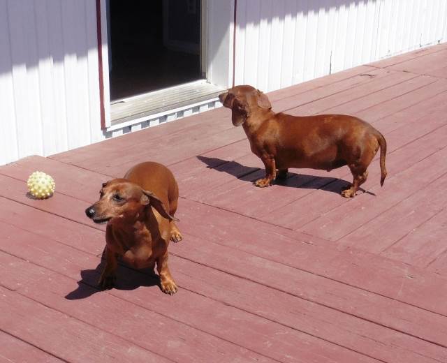Two daschaunds