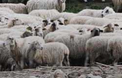 Unit Of Work Of Sheep