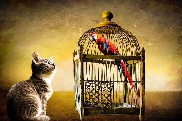 Cat looking at a bird in a cage.