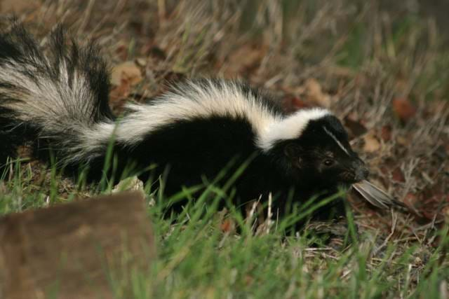 Picture of a skunk