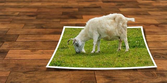 Lamb eating grass from a piece of paper