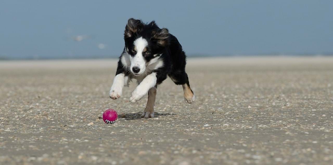 Large image of puppy Large image of puppy