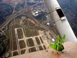 Cricket on arm of man in a plane