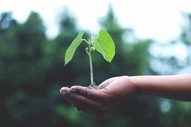 Person holding a seedling in their hand