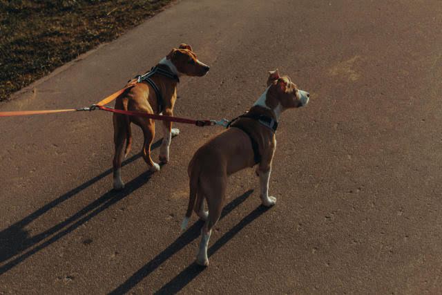 Two dogs on a split leash